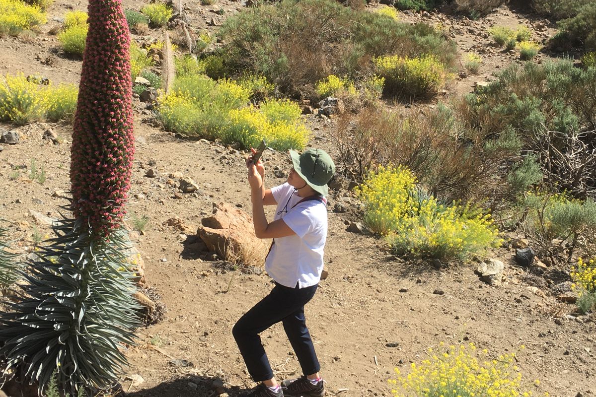 Persona fotografiando un tajinaste rojo en el Teide, Tenerife.