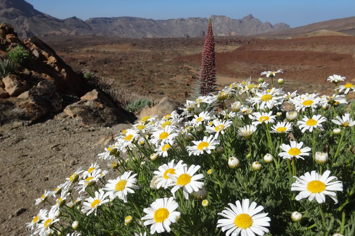 Flores y paisaje volcánico en el Parque Nacional del Teide, Tenerife.