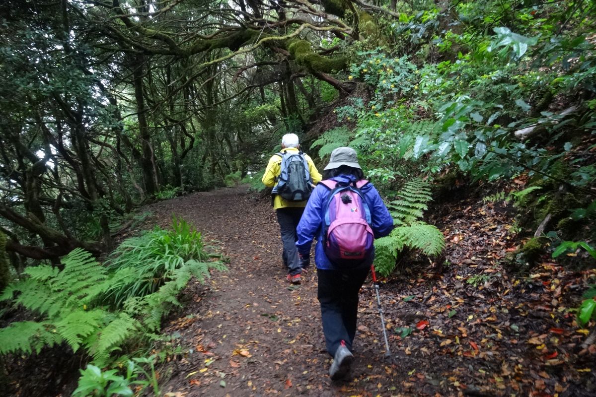 Sendero en el bosque con dos excursionistas en Anaga, Tenerife.