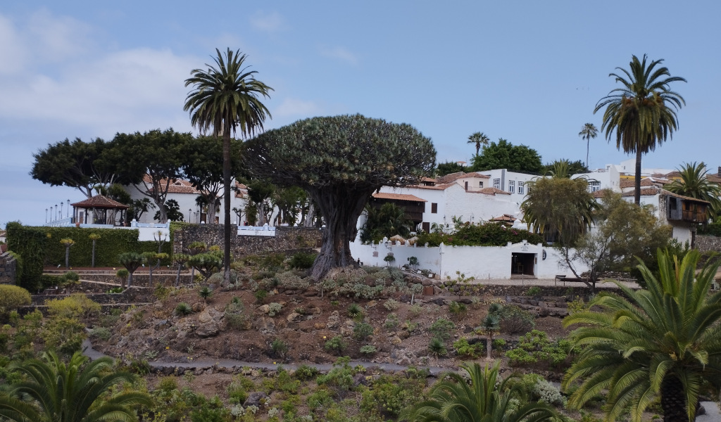 Drago milenario rodeado de palmeras y casas en Icod de los Vinos, Tenerife.