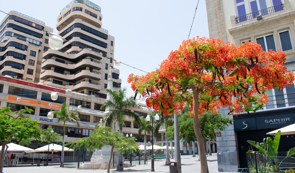 Árbol con flores rojas en una plaza de Santa Cruz de Tenerife.