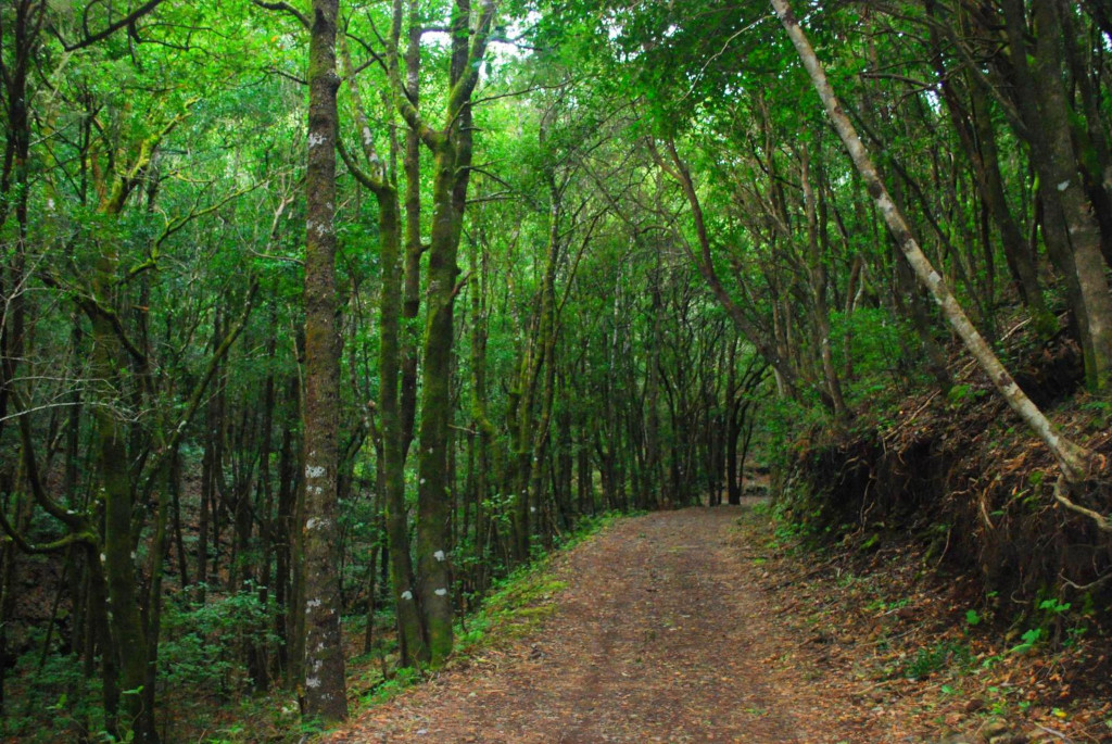 Sendero rodeado de árboles verdes en el bosque de Anaga, Tenerife.
