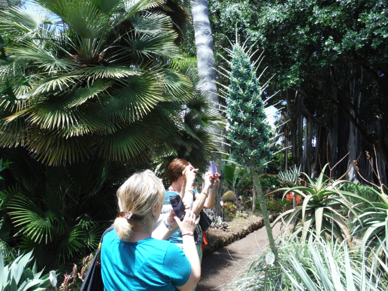 Personas tomando fotos de una planta exótica en un jardín de Tenerife.