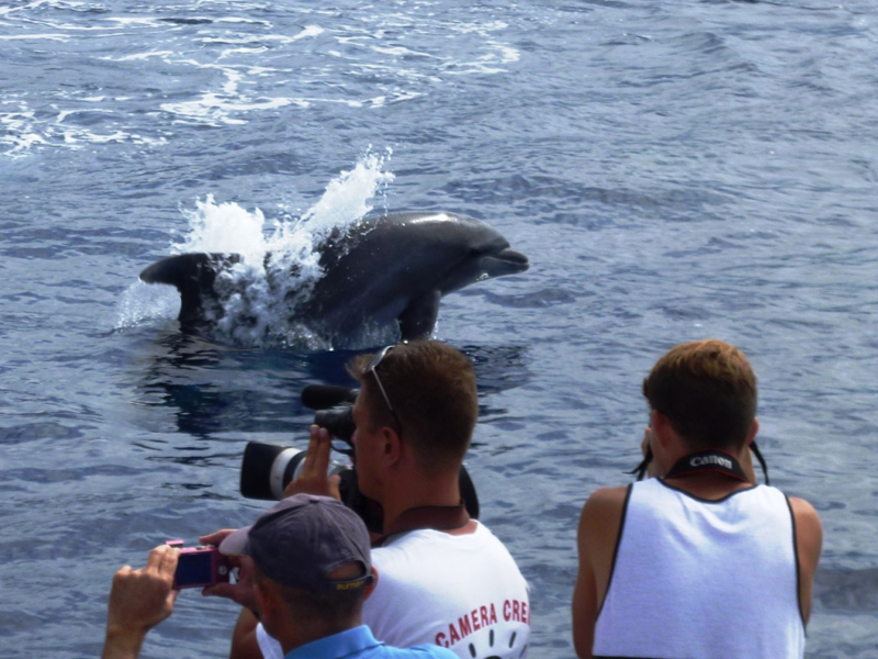 Delfín saltando mientras personas sacan fotos en las aguas de Tenerife.