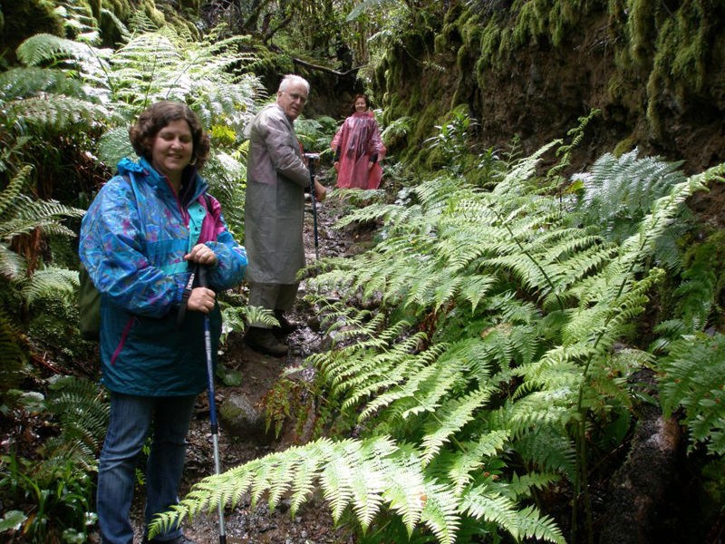 Personas caminando por sendero con helechos en Anaga, Tenerife.