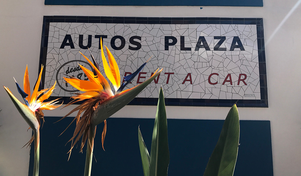 Flores de ave del paraíso frente a cartel de Autos Plaza Rent a Car.