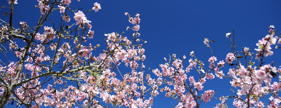 Recogida de la Almendra
