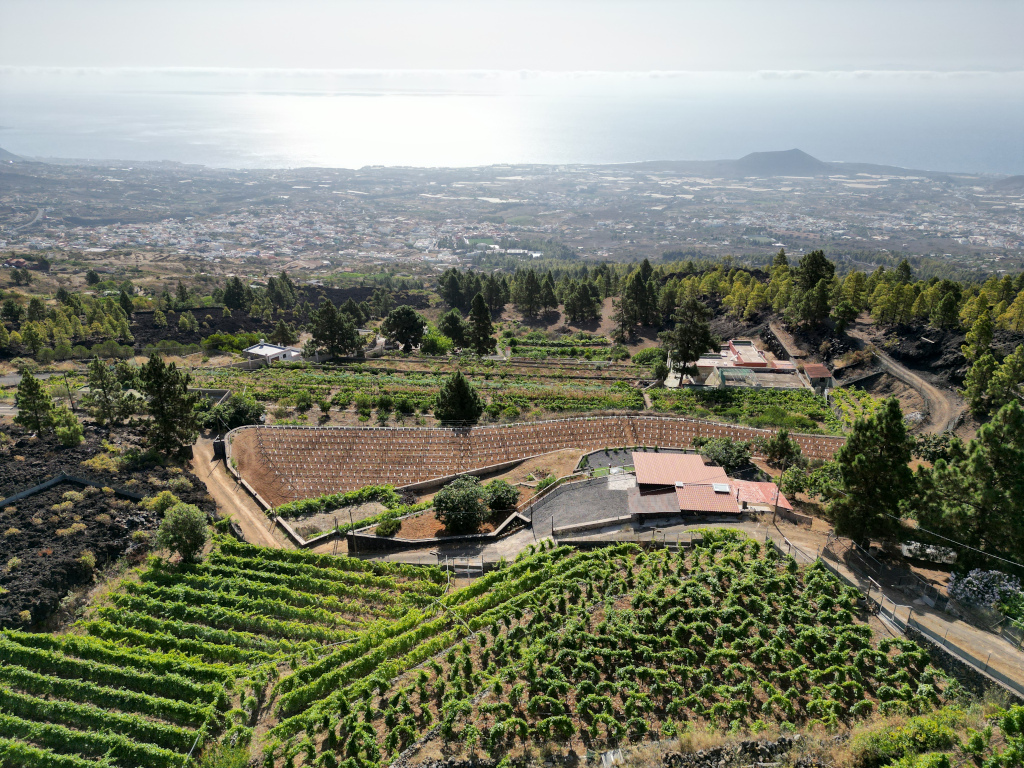 Vista aérea de viñedos en La Palma, Tenerife, con el océano de fondo.