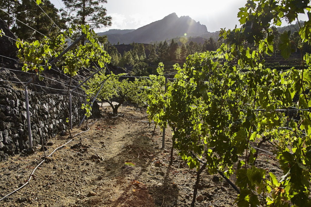 Viñedo con montañas al fondo en Tenerife al atardecer.