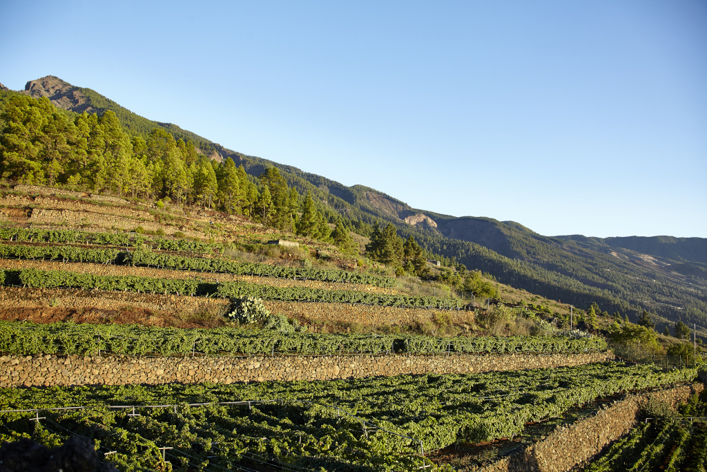 Viñedos en terrazas con montañas al fondo en Tenerife.