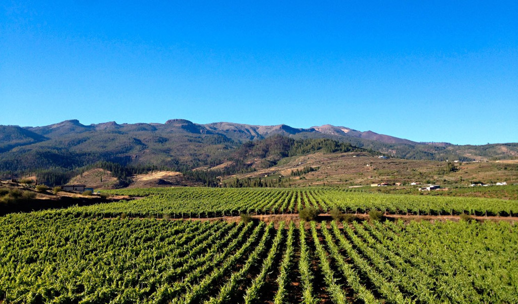Viñedos con montañas al fondo bajo un cielo despejado en Tenerife.