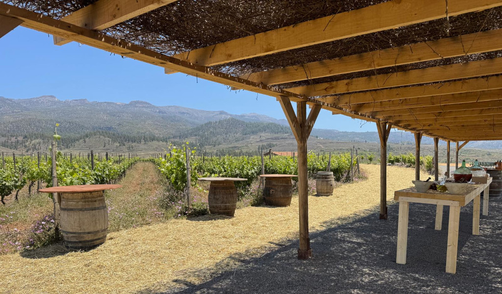 Viñedo en Tenerife con mesas y barriles bajo pérgola de madera.