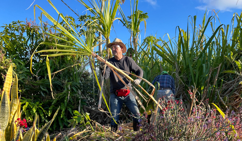 Persona con sombrero trabajando entre plantas altas en Tenerife.