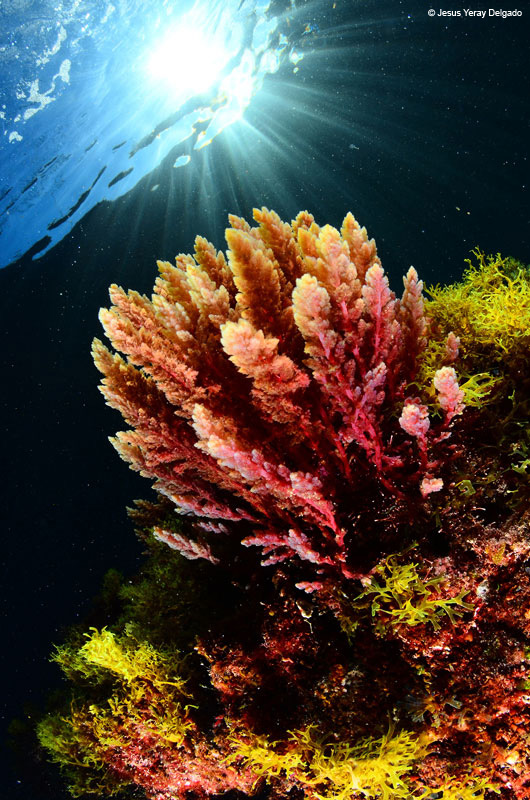 buceo-algas-13.jpg