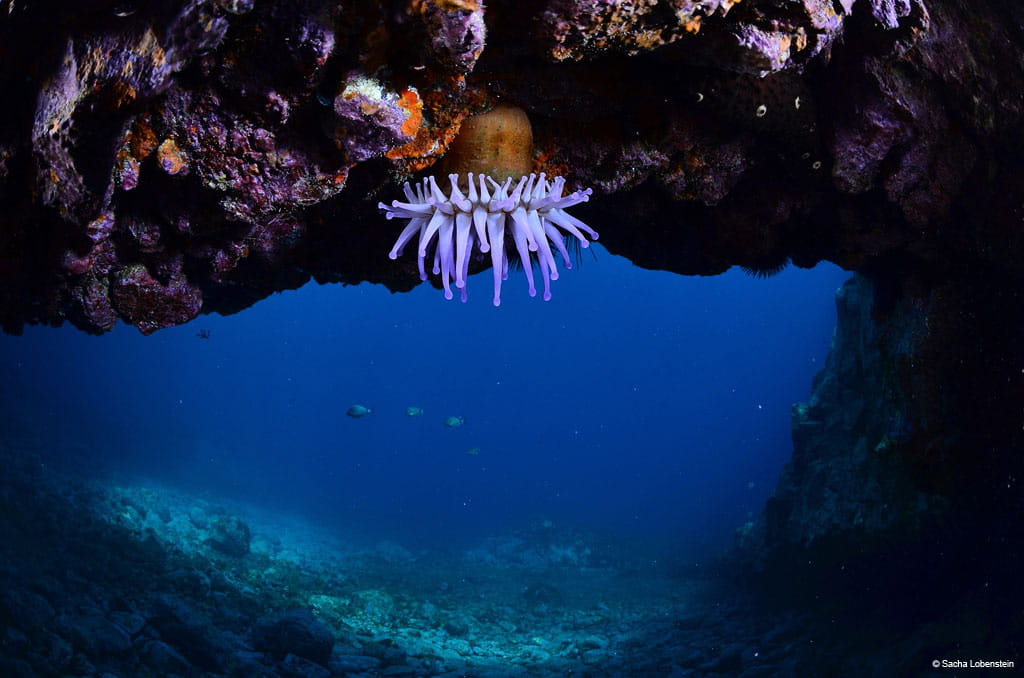 buceo-anemona-14.jpg
