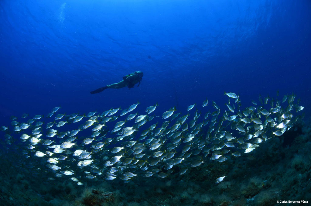 buceo-banco-12.jpg