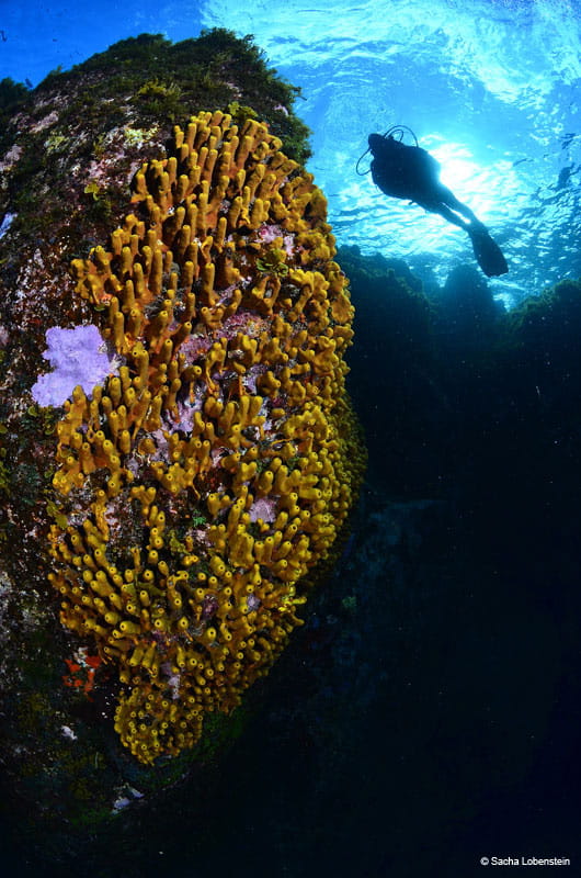 buceo-esponja-15.jpg