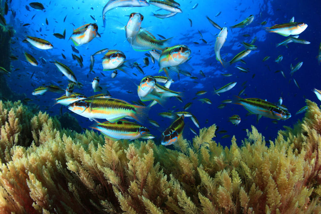 buceo-peces-peje-verde-03.jpg
