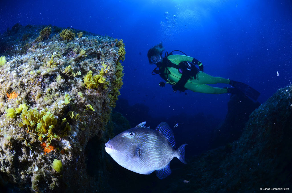 buceo-pez-16.jpg