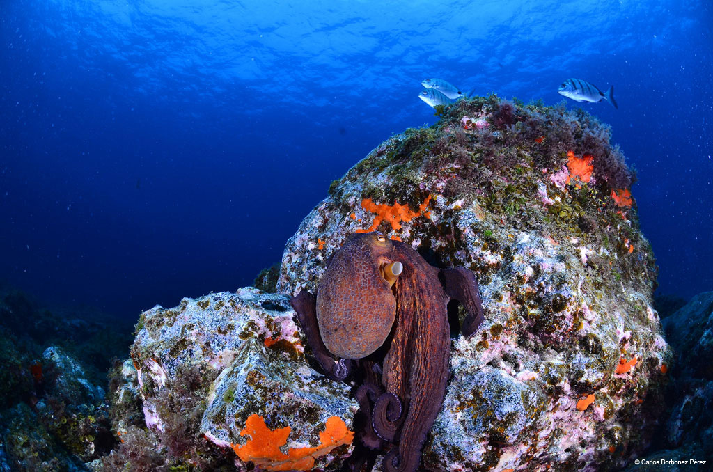 buceo-pulpo-11.jpg