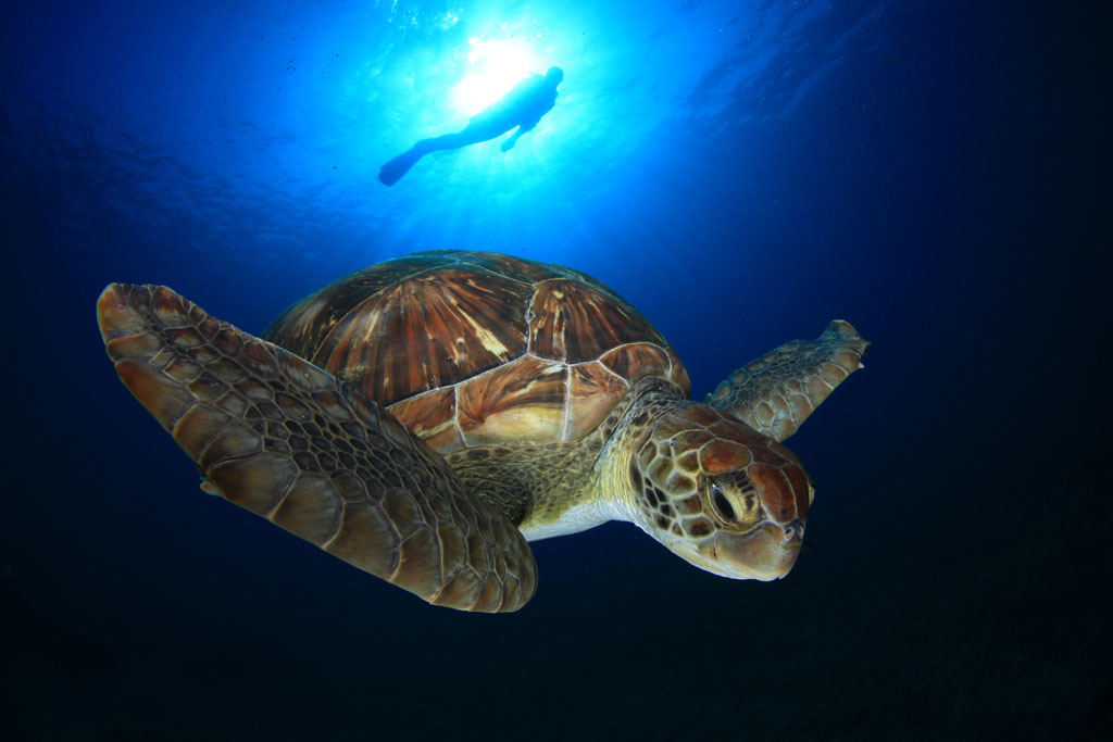 buceo-tortuga-01.jpg