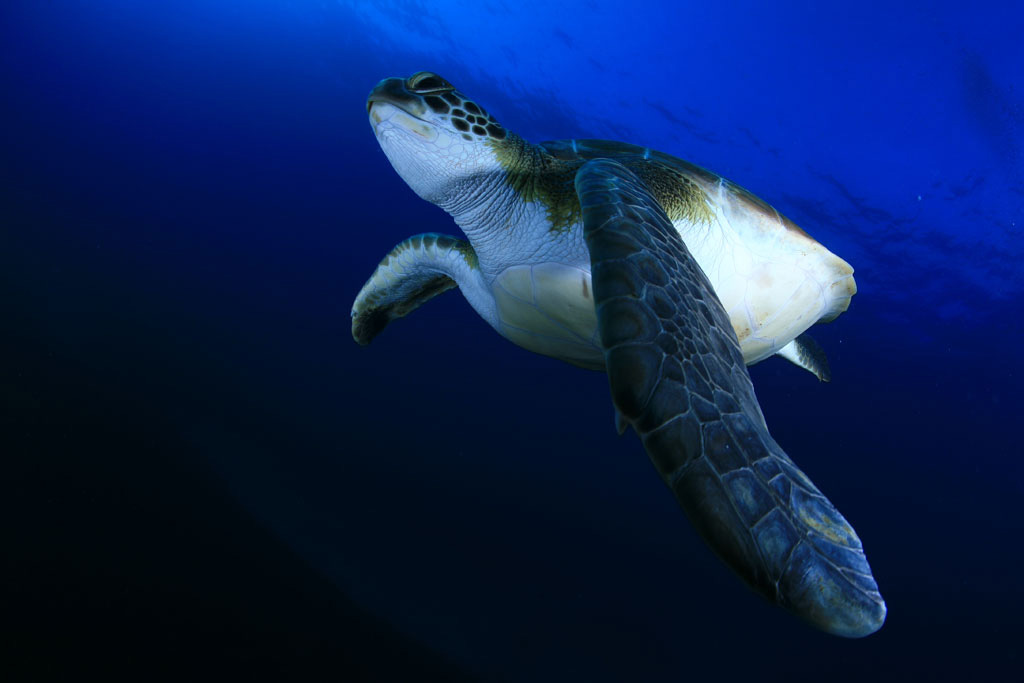 buceo-tortuga-05.jpg