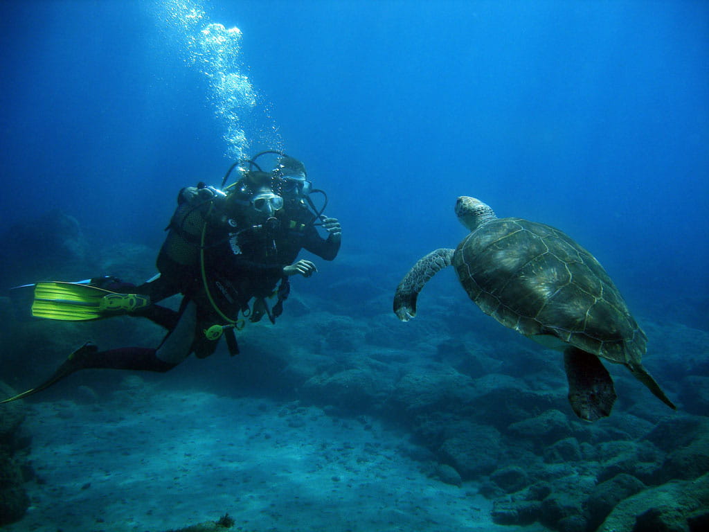 buceo-tortuga-18.jpg