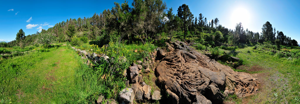 Sendero verde y rocoso en un bosque de Tenerife bajo un cielo despejado.
