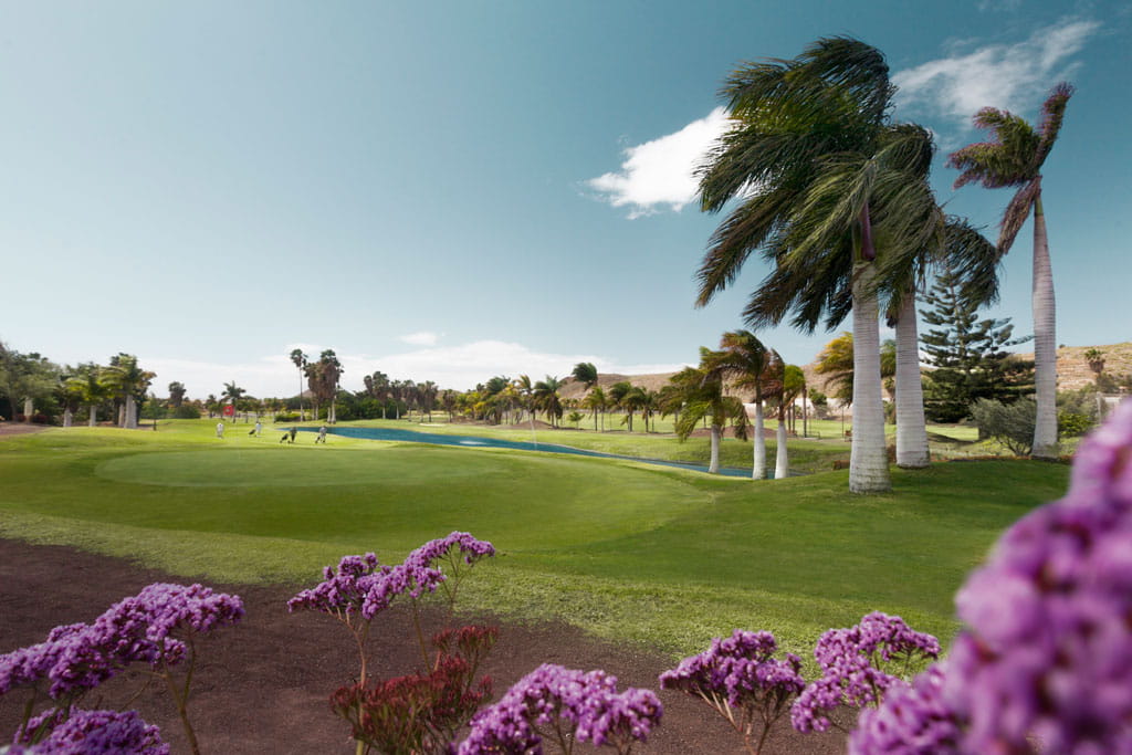 Campo de golf con palmeras y flores moradas en Tenerife.