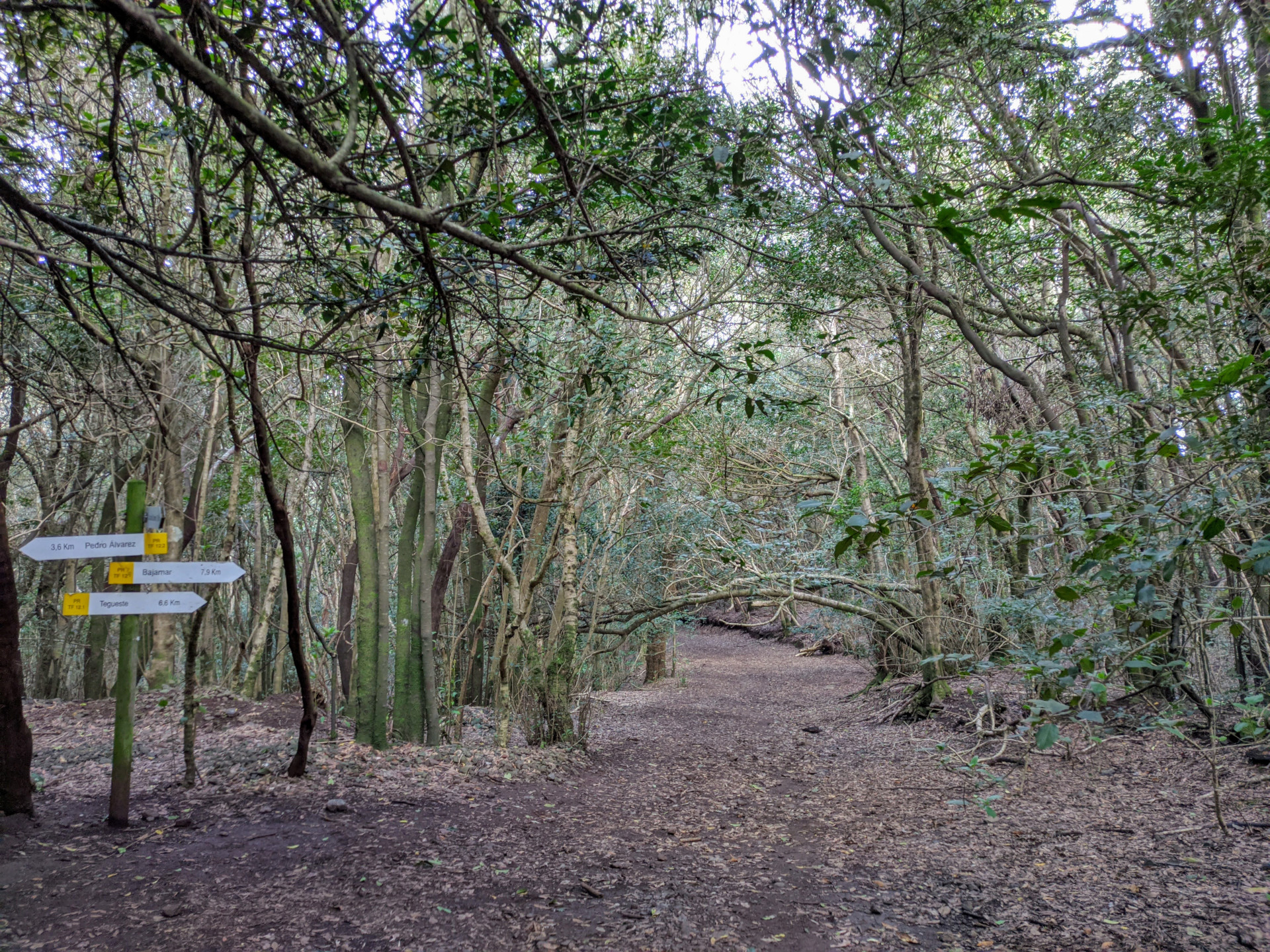 Sendero forestal con letrero direccional a Pedro Álvarez, Bajamar y Tegueste en Tenerife.