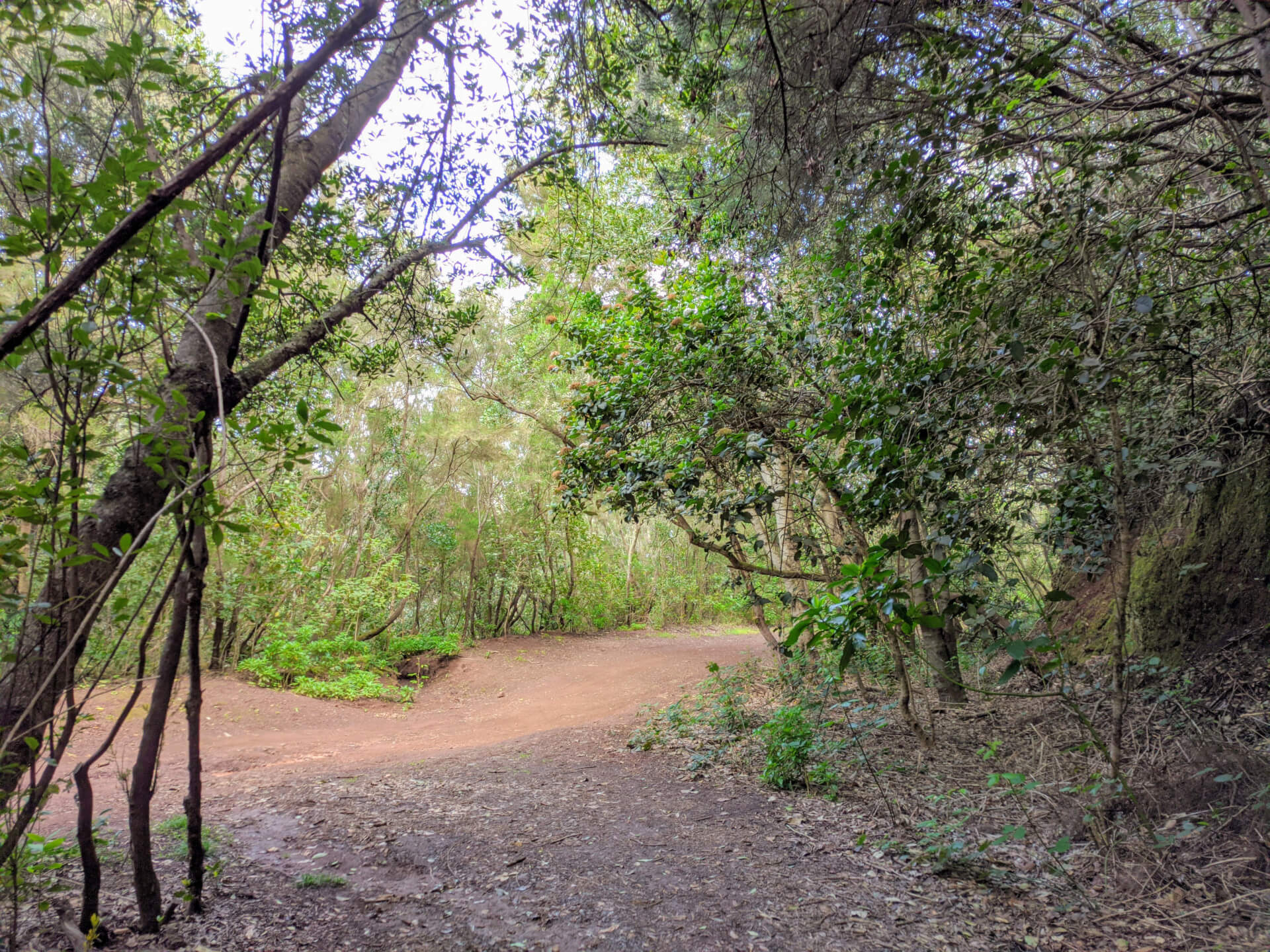 Sendero rodeado de árboles en Anaga, Tenerife.