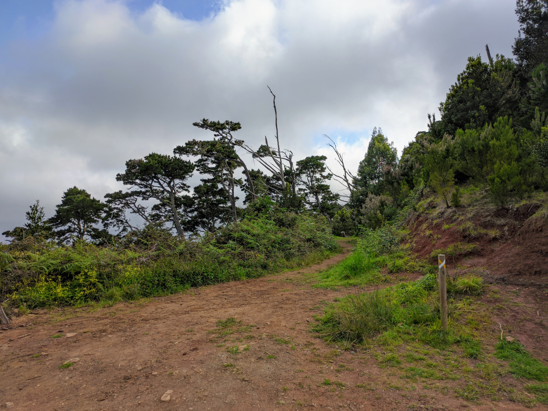 Sendero rodeado de vegetación en Anaga, Tenerife, bajo un cielo nublado.