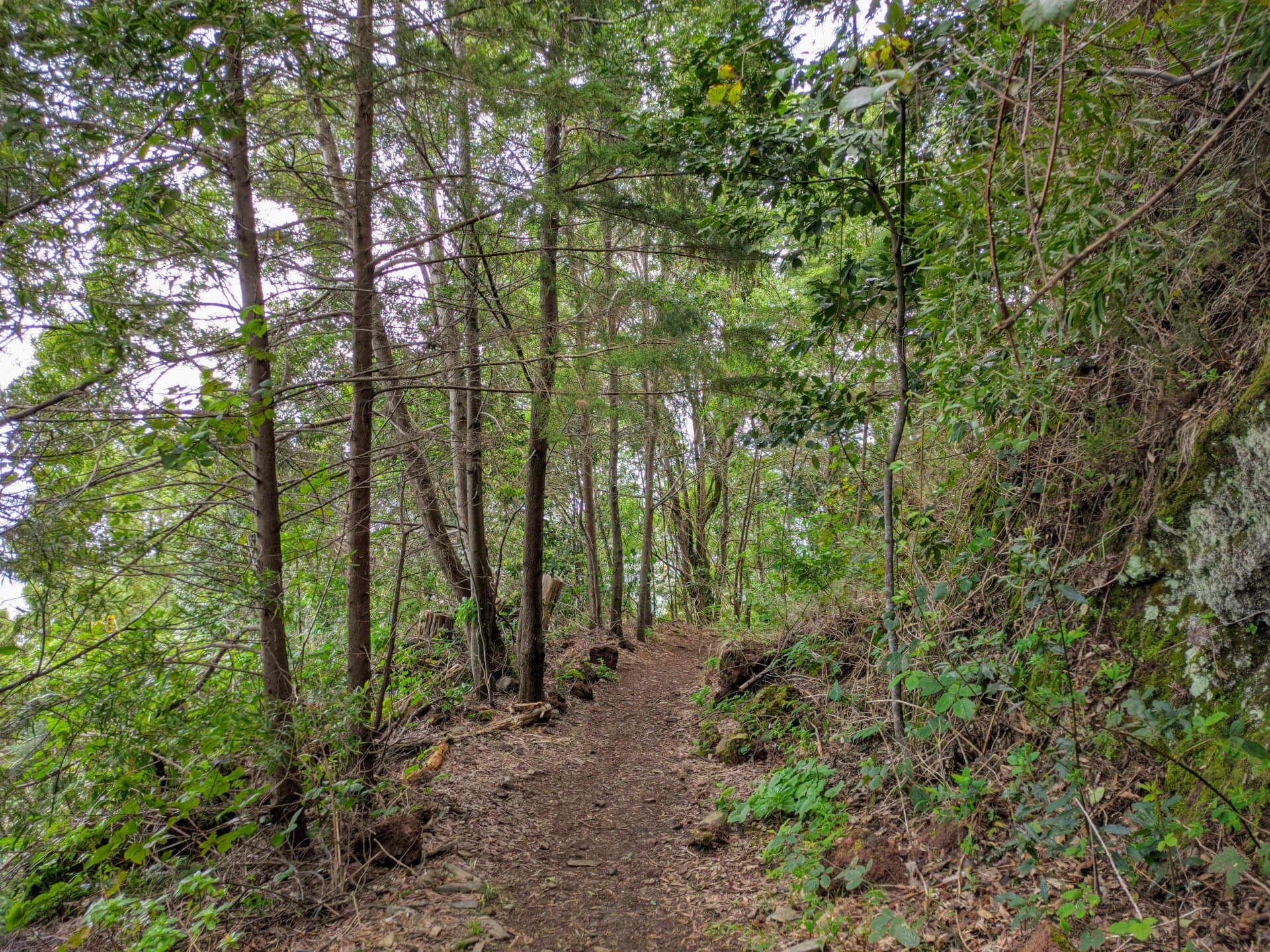 Sendero boscoso en La Laguna, Tenerife, rodeado de árboles y vegetación abundante.
