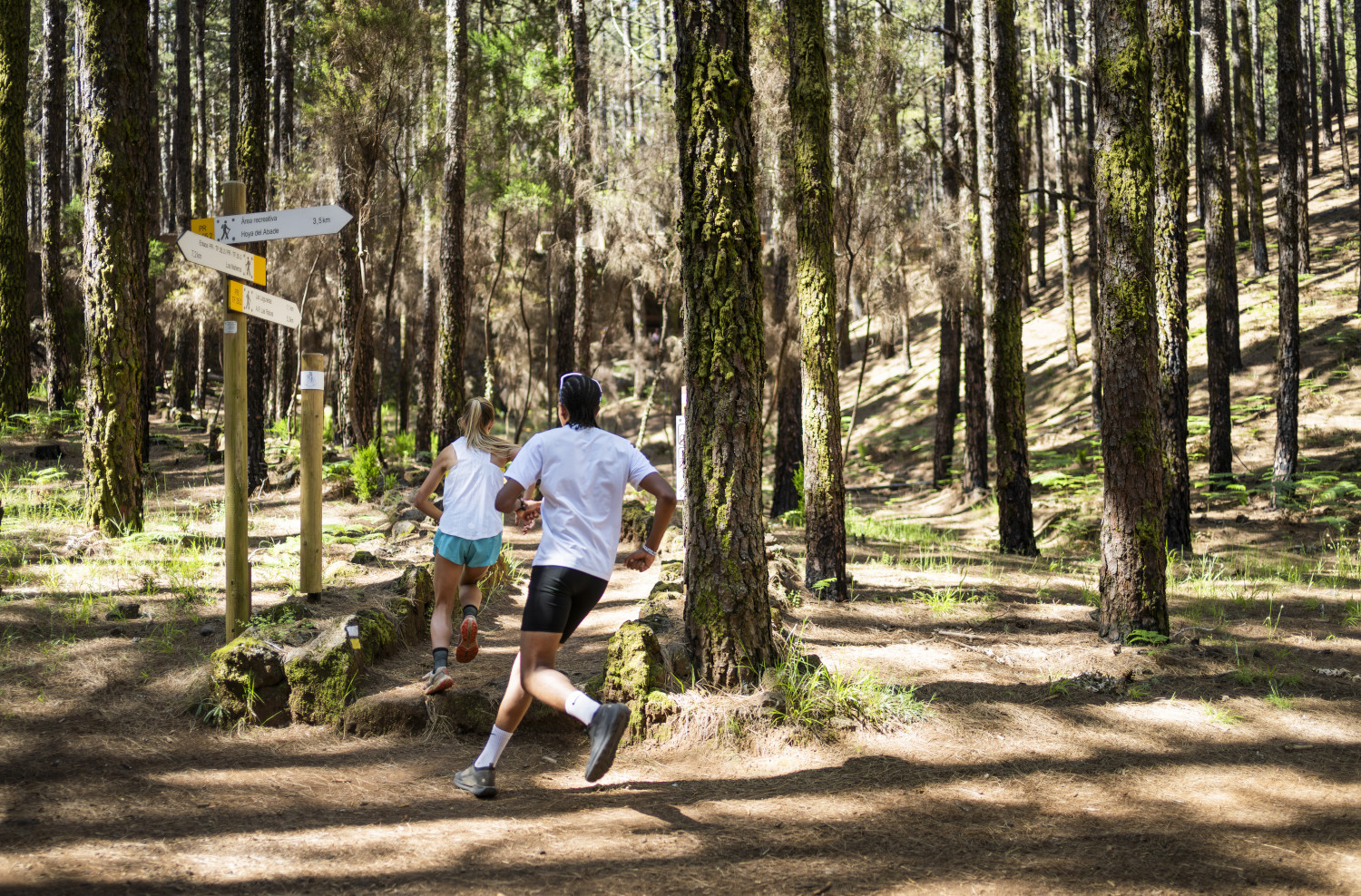 Corredores en un sendero forestal en La Esperanza, Tenerife, con señalización de rutas.
