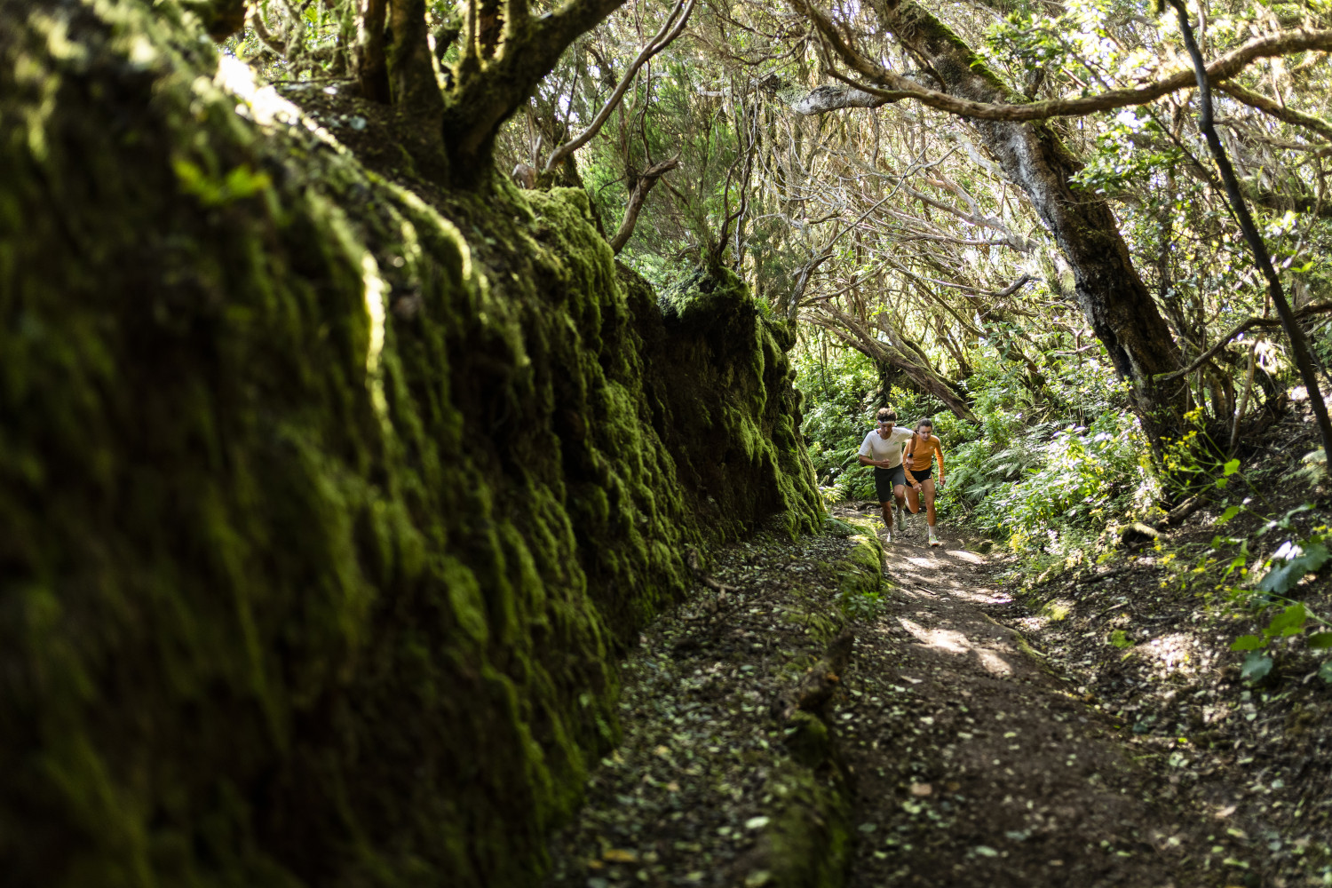 Personas corriendo por un sendero entre árboles en el bosque de Anaga, Tenerife.