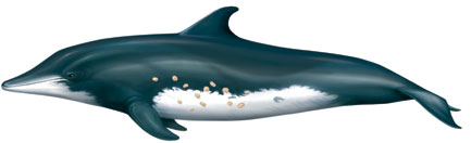 Delfín dientes Rugosos / Steno bredanensis 
