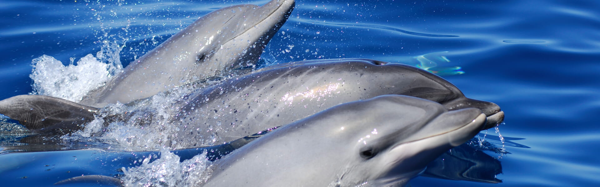 avistamiento de cetaceos delfines tenerife