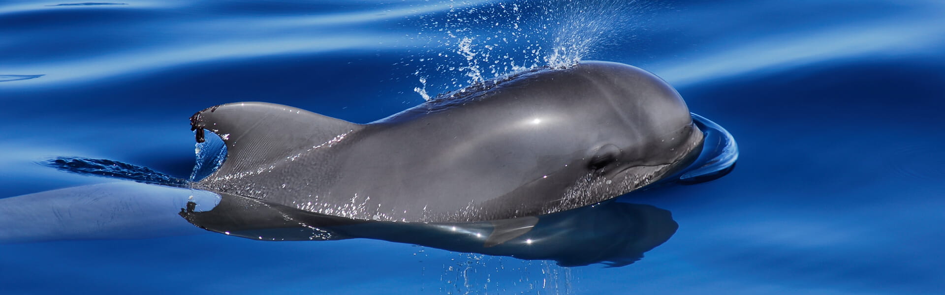 avistamiento de Cetaceos tenerife delfin