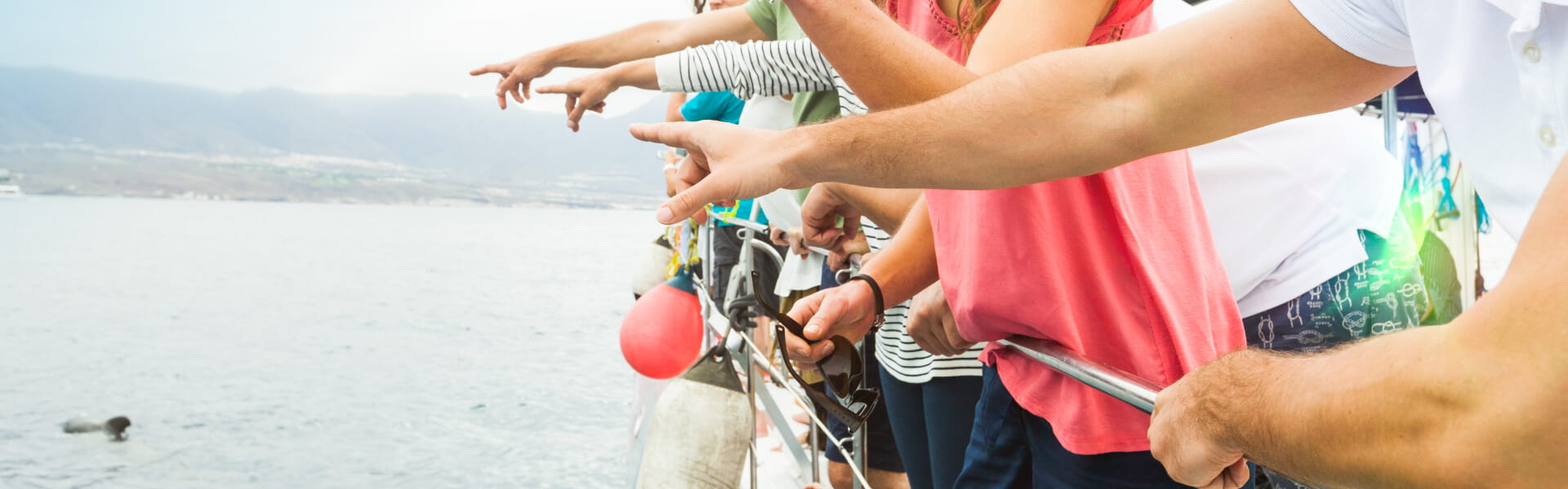 avistamiento de cetaceos Tenerife
