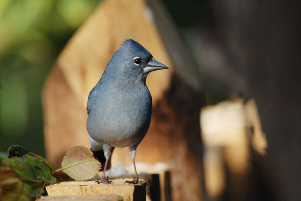 avistamiento-aves-pinzon-azul-03.jpg