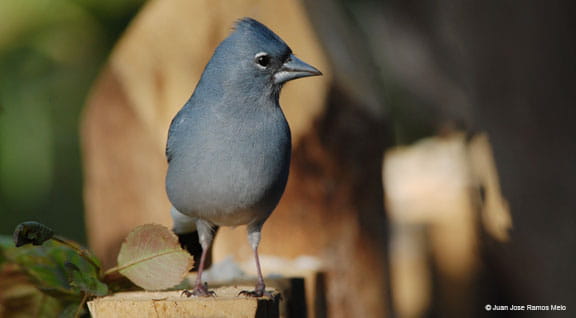 Observación de aves