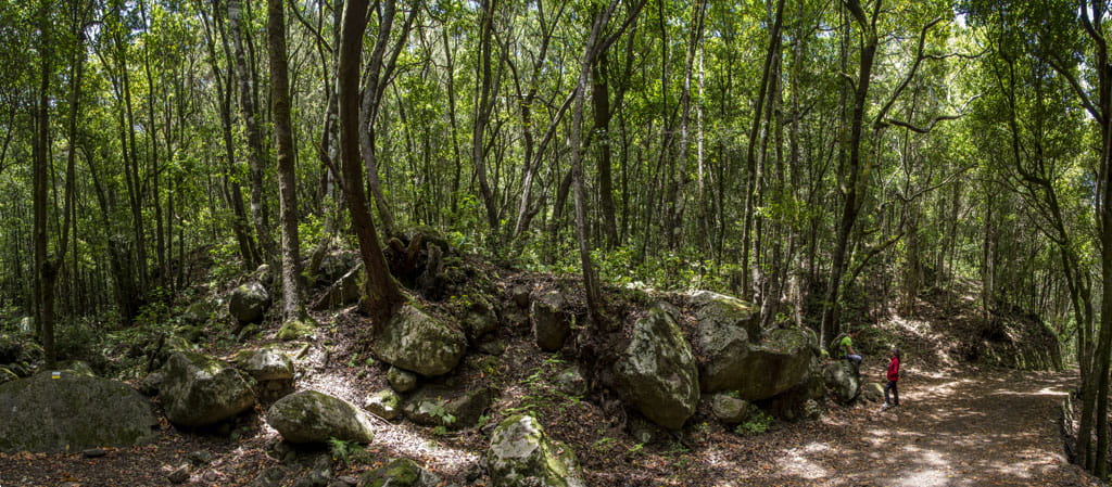 Sendero en un bosque frondoso de Tenerife con dos personas caminando.