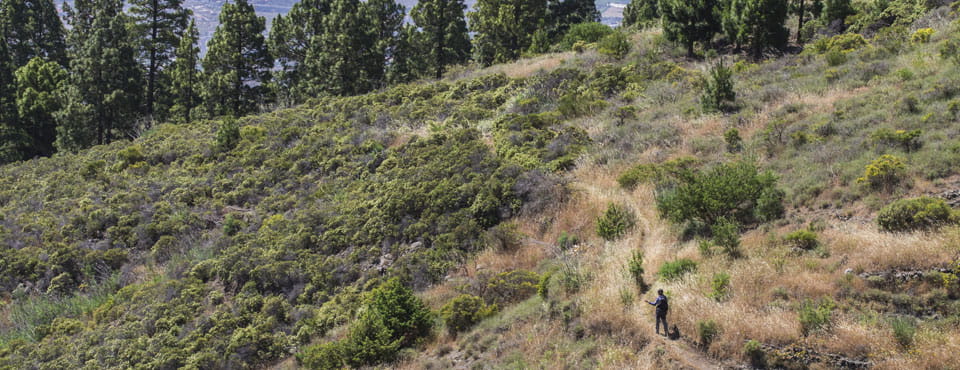 SL-TF 294 Los Brezos