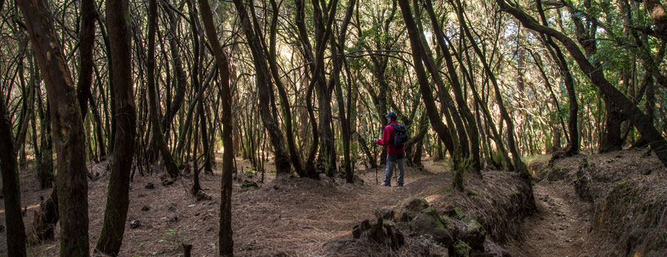 SL-TF 81 Camino la Orilla del Monte