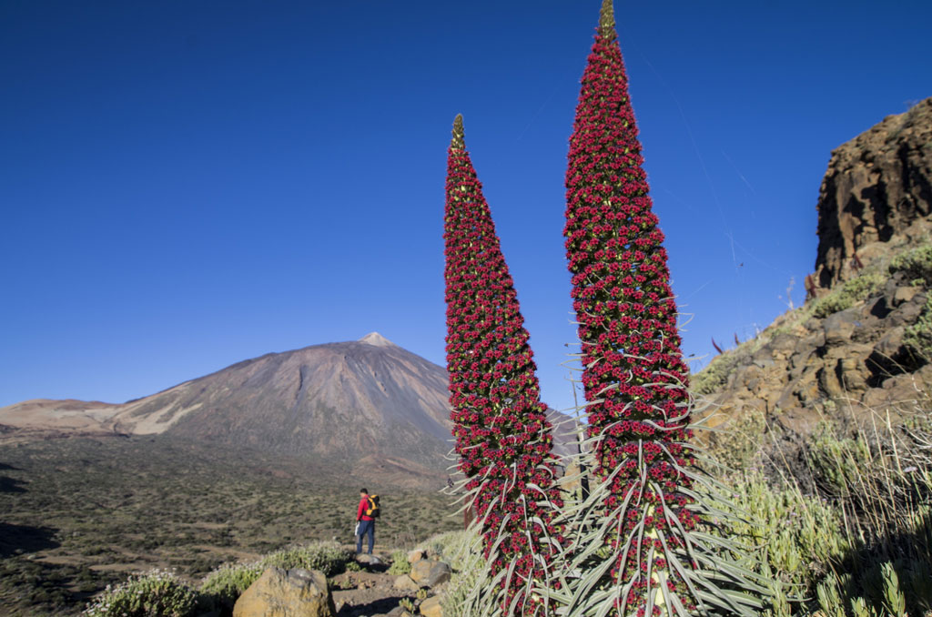 Tajinastes rojos con el Teide al fondo en Tenerife.