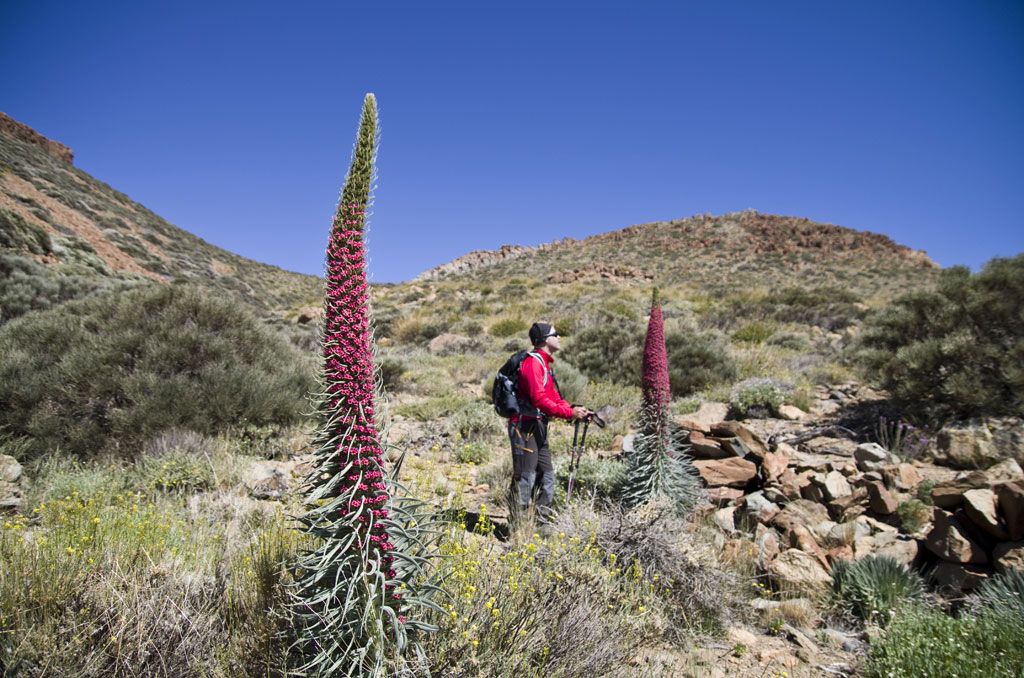 Senderista junto a tajinastes rojos en el Parque Nacional del Teide, Tenerife.