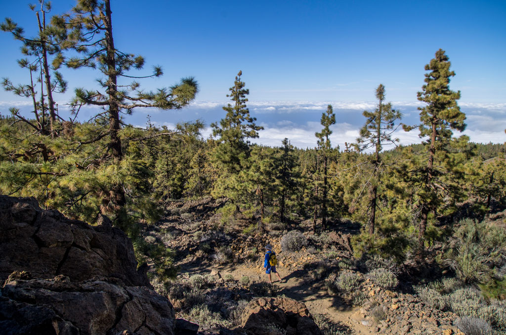 Sendero entre pinos con vistas al cielo en el Parque Nacional del Teide, Tenerife.