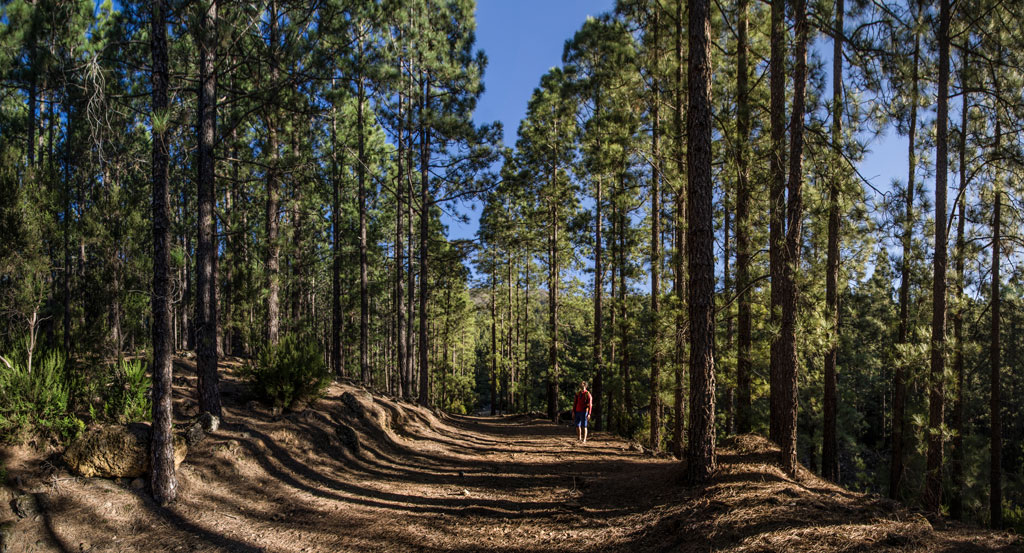 Sendero rodeado de pinos en el Parque Nacional del Teide, Tenerife.