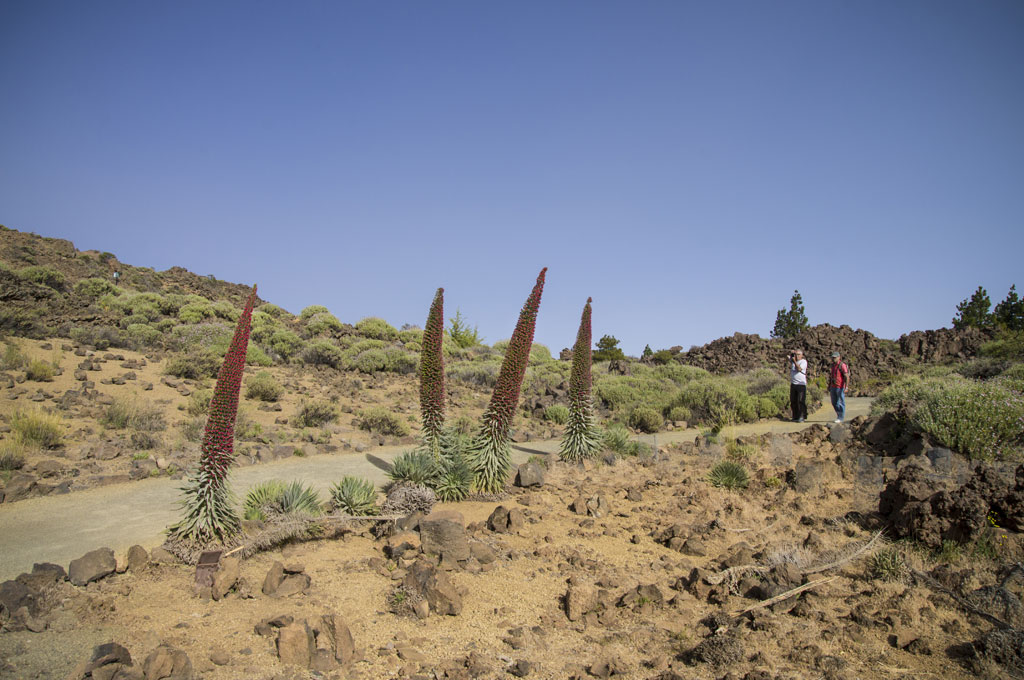 Personas caminando junto a tajinastes en flor en el Parque Nacional del Teide, Tenerife.