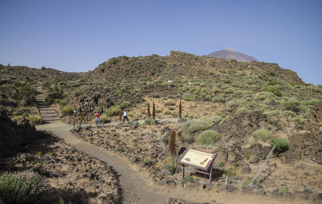 Sendero en el Parque Nacional del Teide, Tenerife, con paisaje volcánico y monte al fondo.